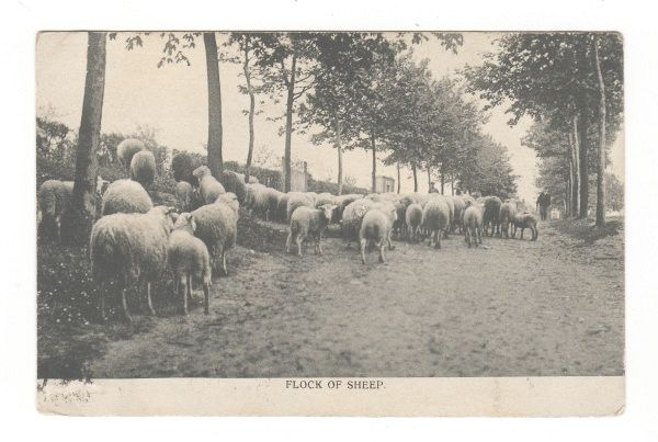 Flock of Sheep on the Road