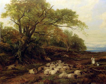Flock of Sheep Resting