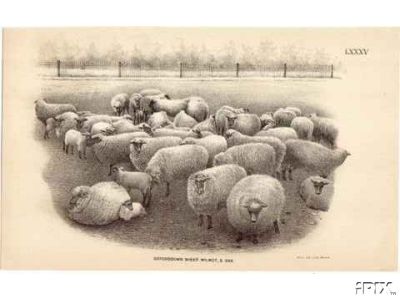 Flock Oxforddown Sheep in Spring