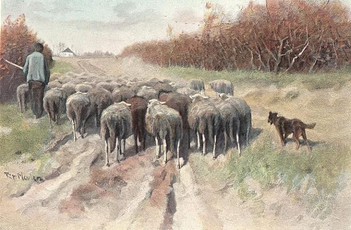 Flock Shepherd Dog