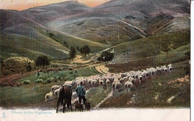 Flock with 2 Dogs Horse and Shepherd