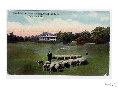 Flock with Shepherd on Druids Hill