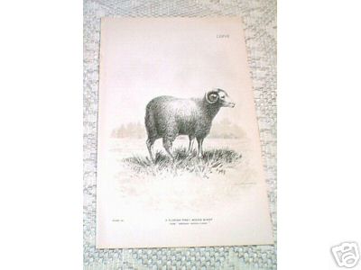 Florida Piney Woods Sheep 1892