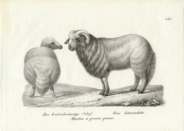 Fluffy Tailed Sheep 1827