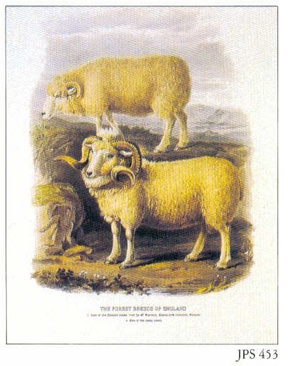 Forest Sheep of England