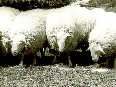 Four Fat Fleecy Ewes