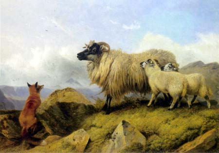 Fox with Highland Ewe and Lambs