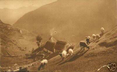 France Cavernie Sheep in Mountain Pasture