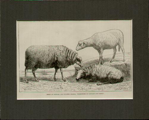 French Sheep Engraving