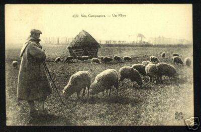 French Shepherd with Sheep