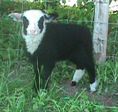 Fronet Mek Shetland Ewe Lamb