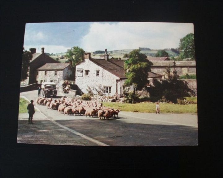 Gathering Sheep Malham Yorkshire