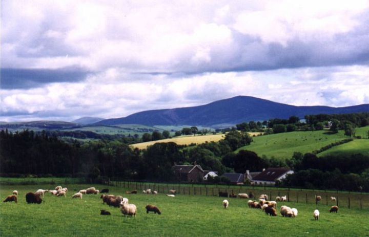 Gaultress Flock Shetlands