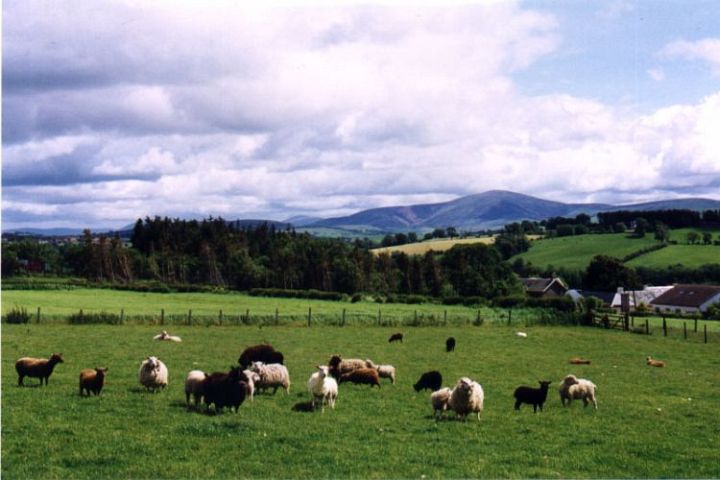 Gaultress Flock Shetlands in Spring
