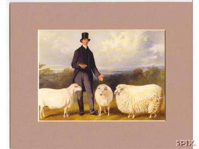 Gentleman with 2 Ewes and a Lamb