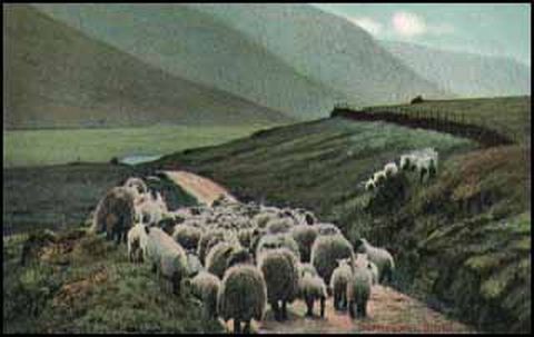 German Sheep on the Road