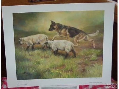 German Shepherd Herds Sheep