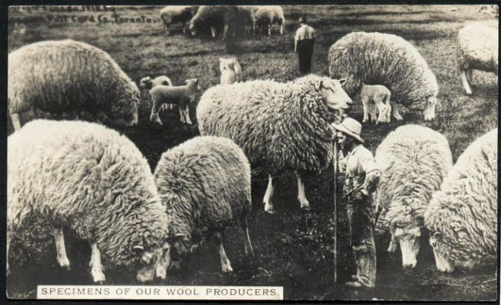 Giant Sheep with Shepherd