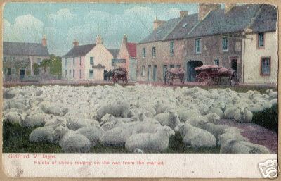 Gifford Village Flock of Sheep Resting 1911