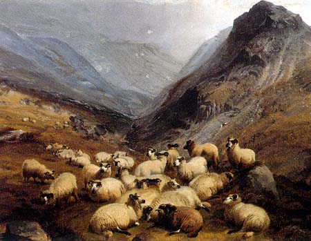 Glenco Highland Sheep Flock