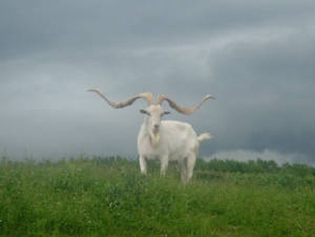 Goat with Longest Horns Named Uncle Sam