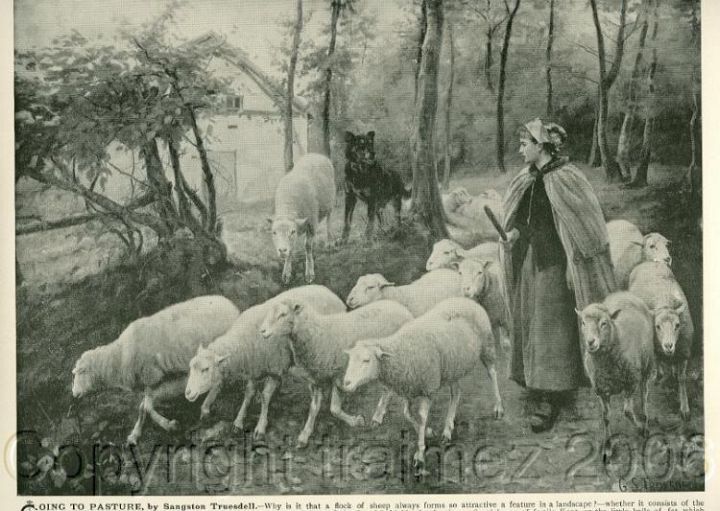 Goingtopasture Sheep