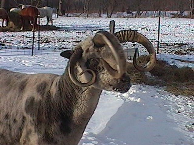 Good Grief! Sheep Horns