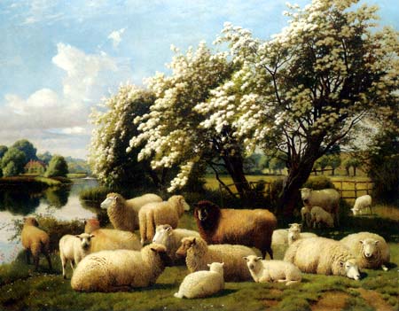 Gorgeous Sheep