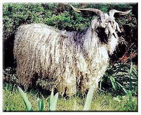 Gorgous Buck Angora Goat