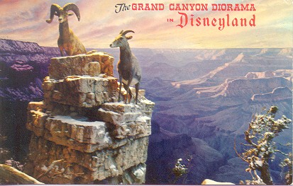 Grand Canyon Sheep