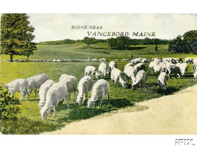 Grazing Sheep in Maine