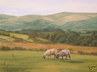 Grazing Sheep in North Yorkshire