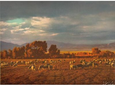 Grazing Sheep in Utah