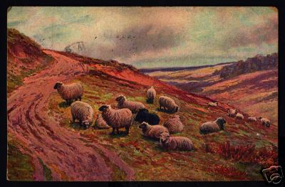 Great Britain 1906 Sheep Wool Postcard