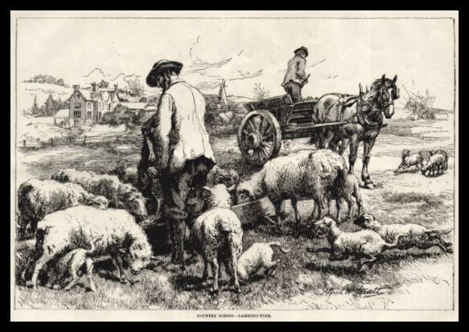 Great Old Lambing Time Engraving