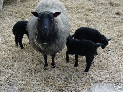 Grey Ewe with Triplets