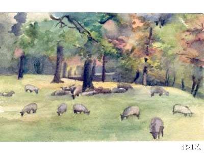 Grey Sheep in Pasture