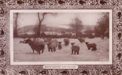 Group of Sheep in Snow