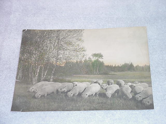 Hand Colored Real Sheep Herd Photograph