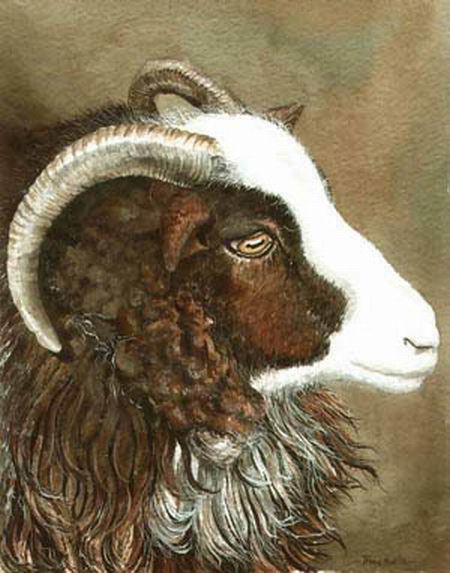 Head Jacob Ewe