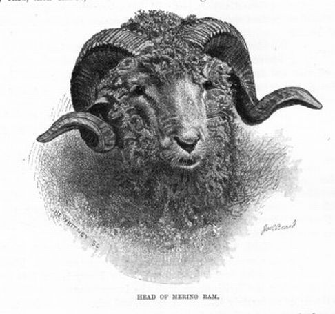 Head of Merino Ram