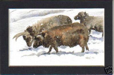 Hebridean Sheep Winter 1