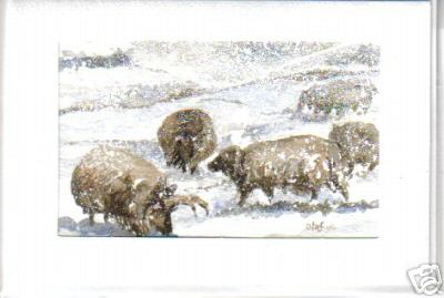 Hebridean Sheep Winter 2