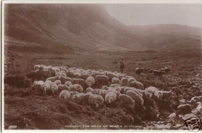 Herding Sheep Amongst the Hills