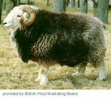 Herdwick Ram