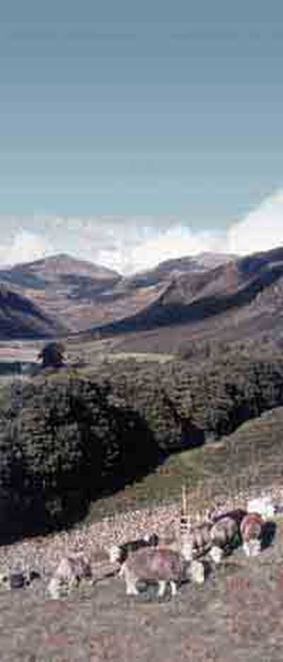 Herdwick Sheep