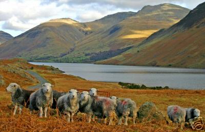 Herdwick Sheep1