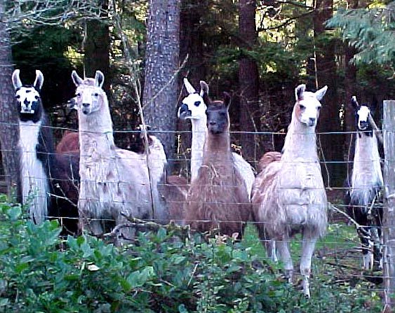 Here Are Some of the Girls Llamas