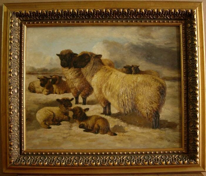 Highland Ewes and Lambs Sheep