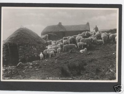 Highland Homestead and Sheep